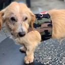 Easyfit Dog Harness - Size XS
